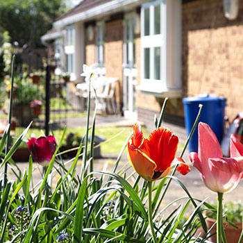 Flowers in the garden